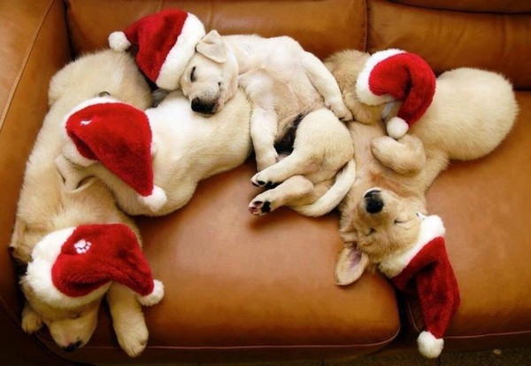 gif chien